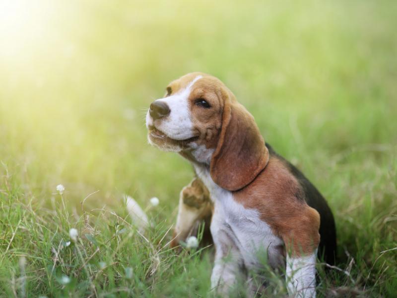 In Svizzera, circa il 20% di tutti i cani è affetto da allergia agli acari della polvere di casa