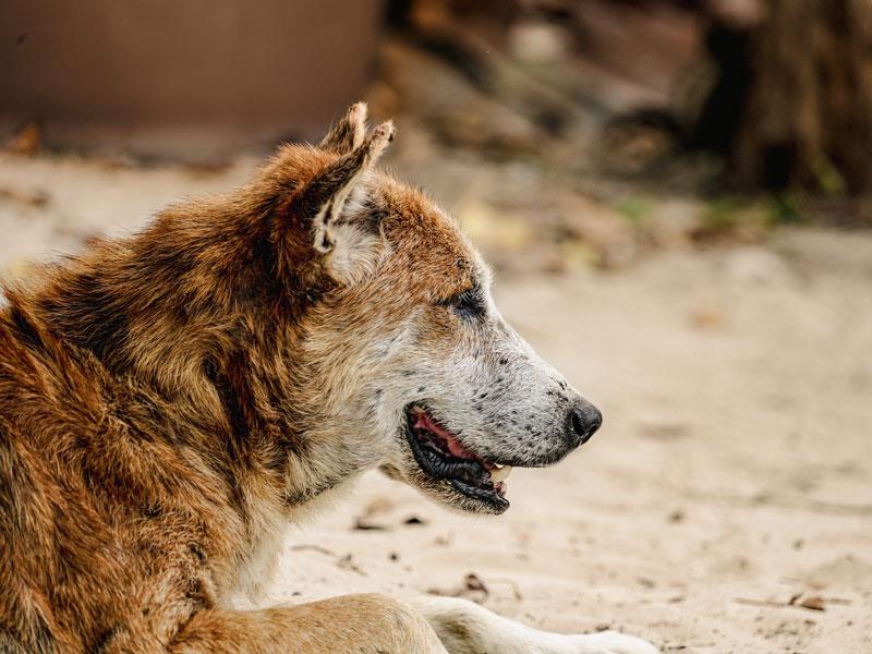 La leishmaniosi si manifesta nei cani con sintomi aspecifici