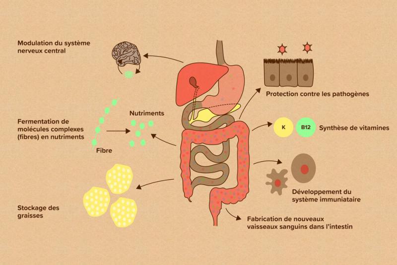 Les tâches les plus importantes des intestins d'un chat